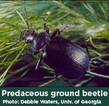 Predaceous ground beetle photo by Debbie Waters, University of Georgia